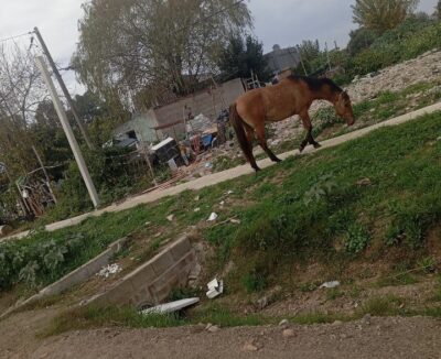 Motociclista casi sufre un accidente grave por caballos sueltos en camino de las Piedritas