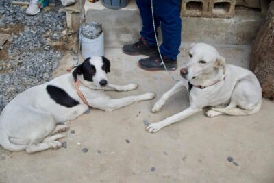 Pando tendrá una jornada de castraciones gratuitas para perros y gatos