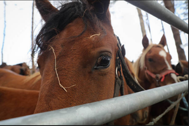 Dos caballos fueron faenados dentro de un campo privado
