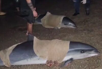 Rescate de delfines: murió una hembra adulta y liberaron a un macho juvenil
